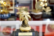 Cây kim ngân phát tài làm quà tặng khai trương